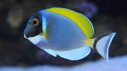 aquarium-von-marco-raemisch-becken-24291_Acanthurus leucosternon - Pazifik Weißkehldoktor