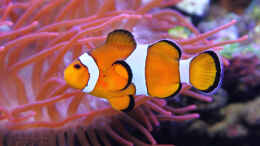 Aquarium einrichten mit Amphiprion ocellaris - Falscher Clown - Anemonenfisch