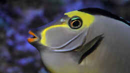 Aquarium einrichten mit Naso lituratus - Kuhkopf- Doktorfisch