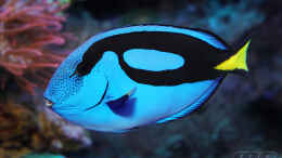 aquarium-von-marco-raemisch-becken-24291_Paracanthurus hepatus - Paletten Doktorfisch