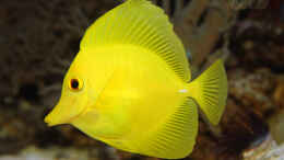 aquarium-von-marco-raemisch-becken-24291_Zebrasoma flavescens - Zitronenflossen-Doktorfisch oder Hawa