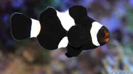 Foto mit Amphiprion ocellaris black - Falscher Clown-Anemonenfisch