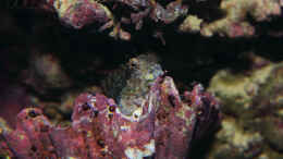 Foto mit Salarias fasciatus - Juwelen-Felshüpfer