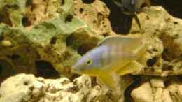 Aquarium einrichten mit Eclectochromis mbenjii Thick Lip