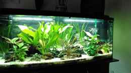 aquarium-von-joerg-deussen-rio-nanay-tank_Aquarium Hauptansicht von Rio Nanay Tank