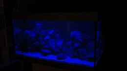 aquarium-von-bastib-mbuna-bay_Beleuchtungsphase: Mondlicht