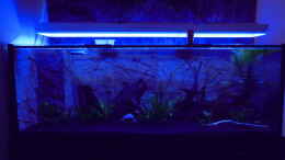 aquarium-von-aldigauss-becken-24341---wird-ueberarbeitet_Moonlight