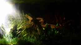 aquarium-von-deino-rio-ucayali_Beleuchtung LED-Strahler Belichtungszeit 15s