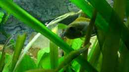 aquarium-von-afra-malawi_Labidochromis sp. hongi -red top Weibchen mit Eiern im Maul