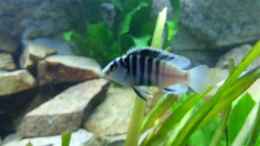 aquarium-von-afra-malawi_Labidochromis chisumulae Männchen