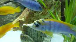 aquarium-von-afra-malawi_Labidochromis sp. hongi -red top Männchen