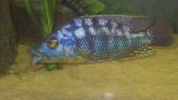 Foto mit Eclectochromis lambrosus