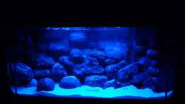 aquarium-von-der-michel-malawibecken_Mondschein