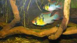 aquarium-von-martin-ihde-suedamerika-biotop_Papiliochromis ramirezi Pärchen