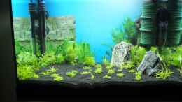 aquarium-von-axolotl-guppytraum-nur-noch-als-beispiel_Der Anfang