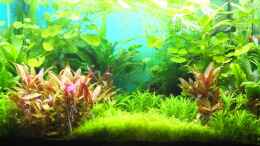 aquarium-von-axolotl-guppytraum-nur-noch-als-beispiel_Wildwuchs nach dem Urlaub 24.08.13