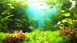 aquarium-von-axolotl-guppytraum-nur-noch-als-beispiel_