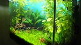 aquarium-von-axolotl-guppytraum-nur-noch-als-beispiel_Ansicht von rechts