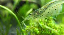 aquarium-von-axolotl-guppytraum-nur-noch-als-beispiel_Garnele in Großaufnahme