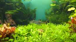 aquarium-von-axolotl-guppytraum-nur-noch-als-beispiel_10.11.13