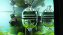 aquarium-von-axolotl-guppytraum-nur-noch-als-beispiel_CO2 Dauertest