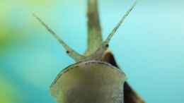 aquarium-von-axolotl-guppytraum-nur-noch-als-beispiel_Die Aliens sind unter uns !