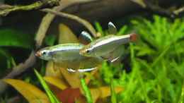 aquarium-von-axolotl-guppytraum-nur-noch-als-beispiel_langsamer Balzer