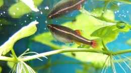 aquarium-von-axolotl-guppytraum-nur-noch-als-beispiel_Fütterung mit Spiegeleffekt