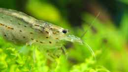 aquarium-von-axolotl-guppytraum-nur-noch-als-beispiel_
