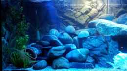 aquarium-von-frankenwasser-mein-malawi-tank_1