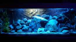 aquarium-von-frankenwasser-mein-malawi-tank_Mein Tank