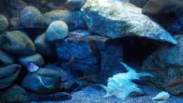 aquarium-von-frankenwasser-mein-malawi-tank_
