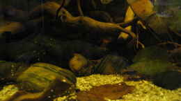 aquarium-von-jemafa-suedamerikapfuetze-existiert-nicht-mehr_Flußsteien teilweise mit Moos 13.08.14