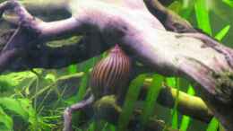aquarium-von-jemafa-suedamerikapfuetze-existiert-nicht-mehr_Zebra Rennschnecke