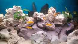 aquarium-von-malawi1-becken-24883_mbuna3