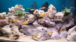 aquarium-von-malawi1-becken-24883_mbuna1