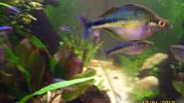 Foto mit Blauer Regenbogenfisch