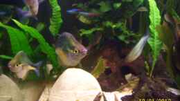 Foto mit Blauer Regenbogenfisch