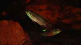 aquarium-von-cichlid-power-enigmatochromis_Ein Paar E. lucanusi