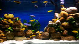 aquarium-von-hr-lampe-lampes-malawisee---saulosi-artenbecken_Die Beckenansicht nach erhöhung der Steinaufbauten vor den 