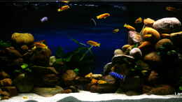 aquarium-von-hr-lampe-lampes-malawisee---saulosi-artenbecken_Totale meines Becken am 14.12.2012