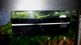 aquarium-von-michael-boeck-54-liter-wirbellose_Baby-Becken ;-)