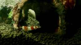 aquarium-von-michael-boeck-54-liter-wirbellose_