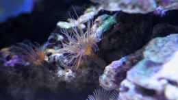 aquarium-von-micha-michas-great-reef-challenge_Leider im Becken - Aiptasia diaphana - Glasrosen