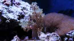 aquarium-von-micha-michas-great-reef-challenge_Capnella imbricate - Keniabäumchen