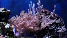 aquarium-von-micha-michas-great-reef-challenge_Capnella imbricate - Keniabäumchen & Pinnigorgia sp. - Gorg