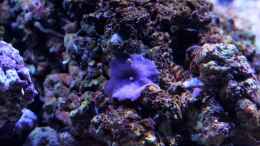 aquarium-von-micha-michas-great-reef-challenge_discosoma sp. ??? Scheibenanemone