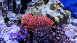 aquarium-von-micha-michas-great-reef-challenge_Entacmaea quadricEntacmaea quadricolor - Blasenanemoneolor -