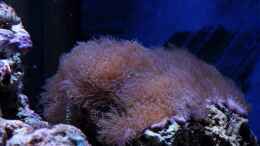 aquarium-von-micha-michas-great-reef-challenge_Erythropodium caribaeorum - Affenhaar