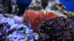 aquarium-von-micha-michas-great-reef-challenge_Entacmaea quadricolor - Blasenanemone